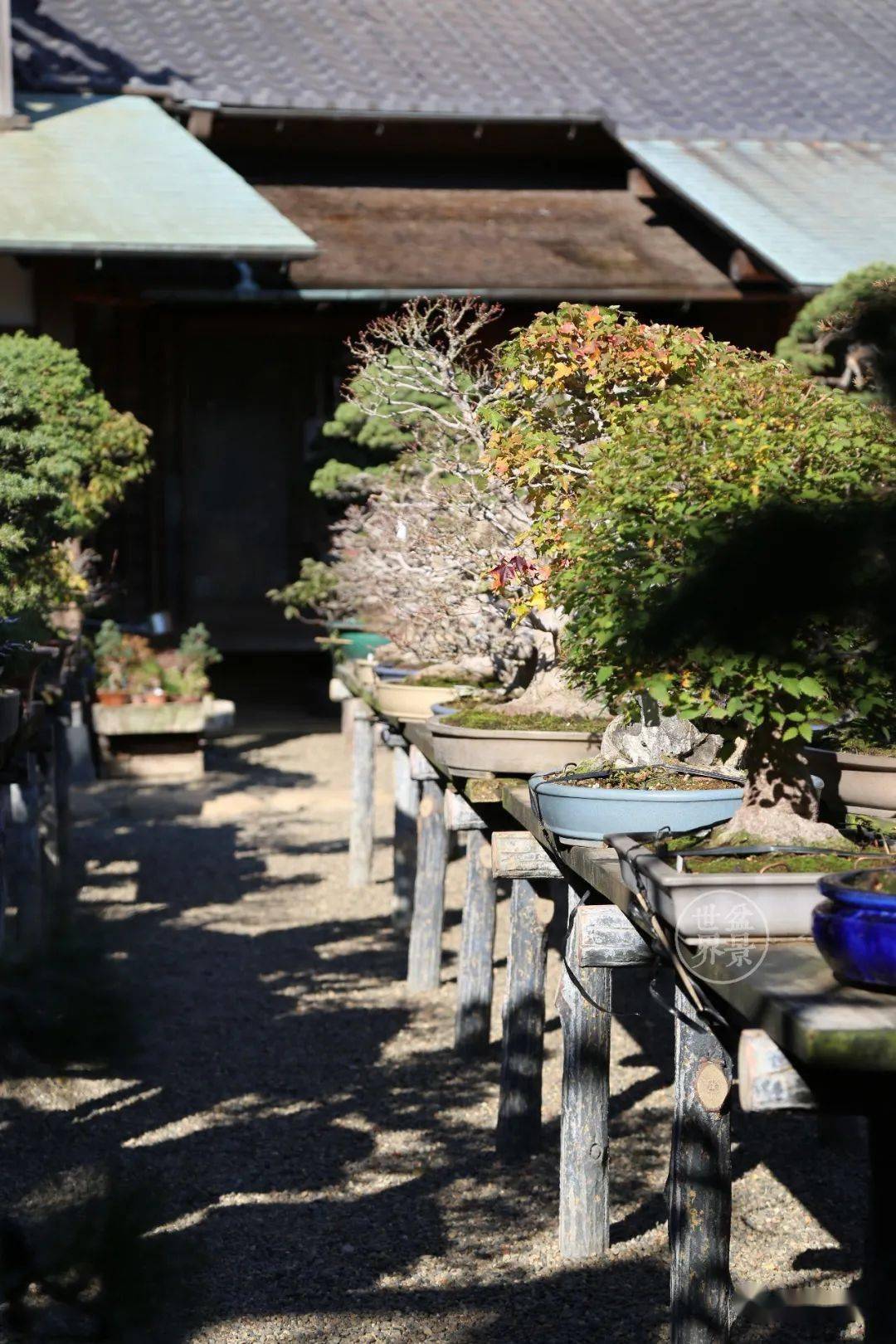 造价超10亿日本最美的盆景园