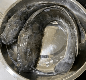 被 误解 最多的鱼 5元一斤都少有人买 殊不知营养不比甲鱼差 鲶鱼 环境 粘液