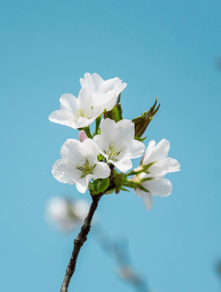 楊柳春風三月三,畫橋芳草碧纖纖.