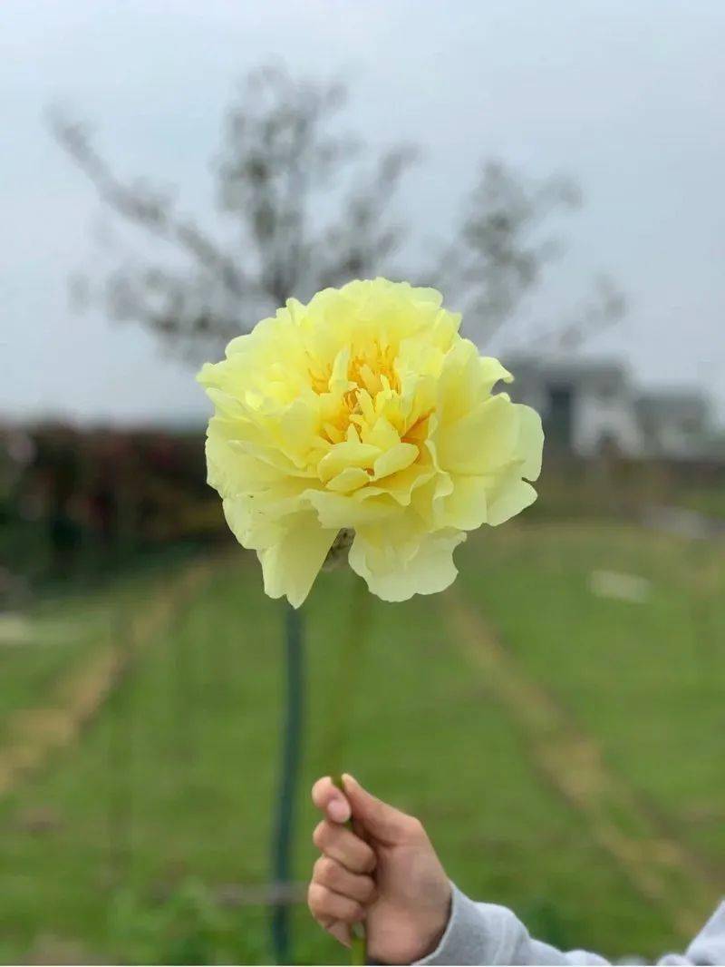 今日芍药 芭茨拉 牡丹 伊藤 品种