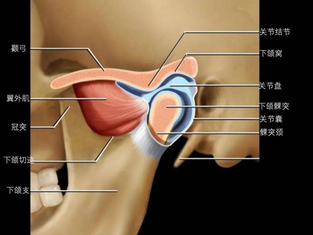 髁突和下颌头图片