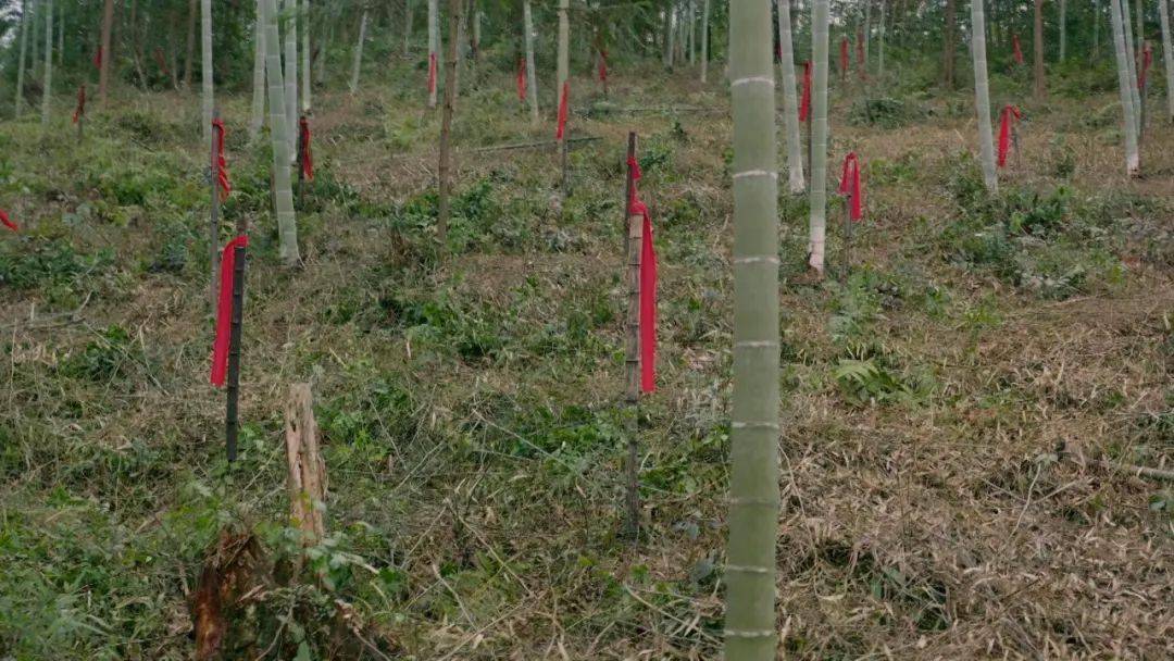 没有墓碑和名字烈士后人终于找到红军墓却只能带回一抔黄土