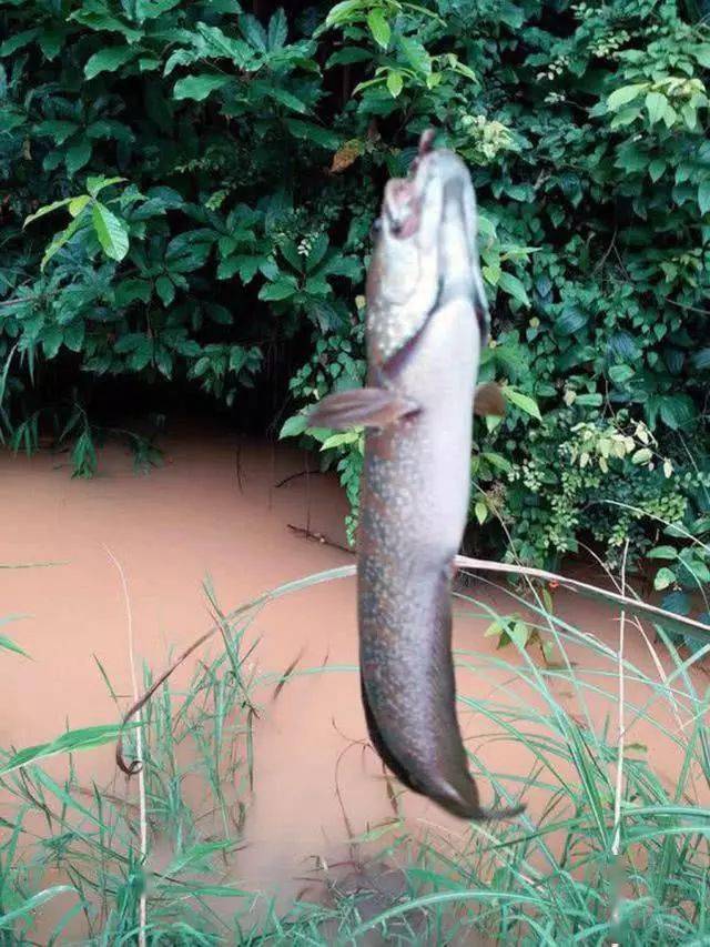 其中有一种鱼,长得特别像蛇,在我们广西的野河沟里很多,野生的,有鳞