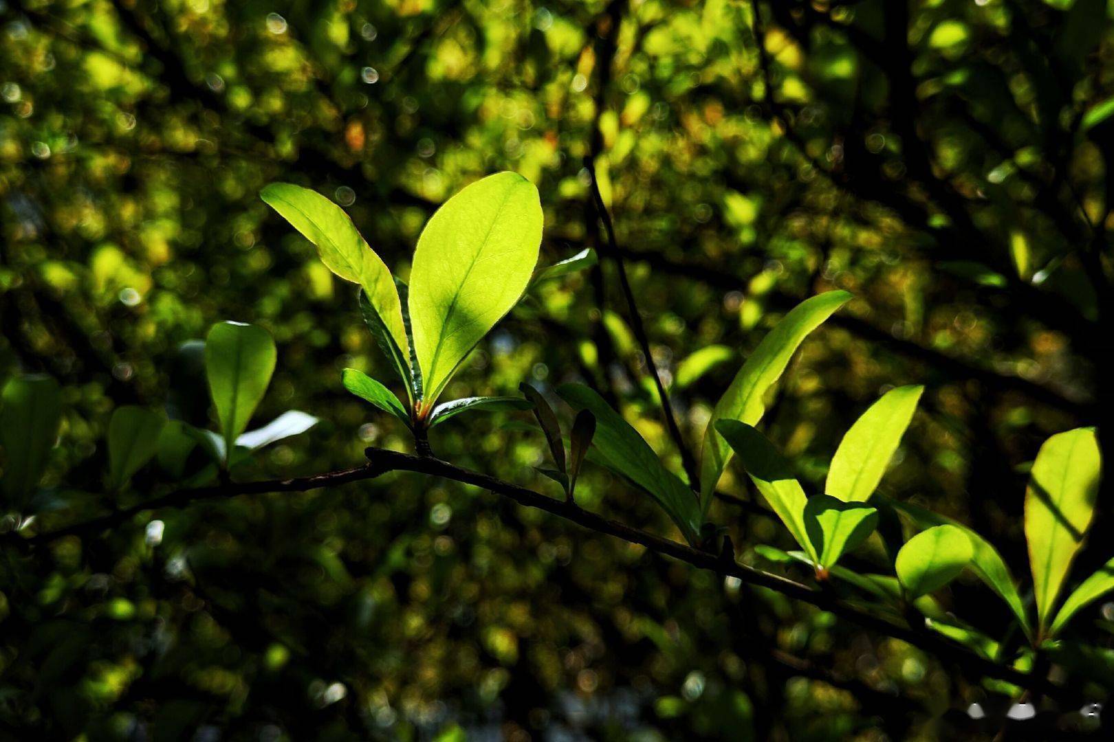 湖南的四月綠意盎然 一起釋放心情_岳陽_座標_周金良