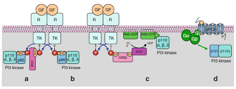 干货收藏版 | 细胞信号通路PI3K-AKT 通路分析详解_蛋白_激酶_GTPase