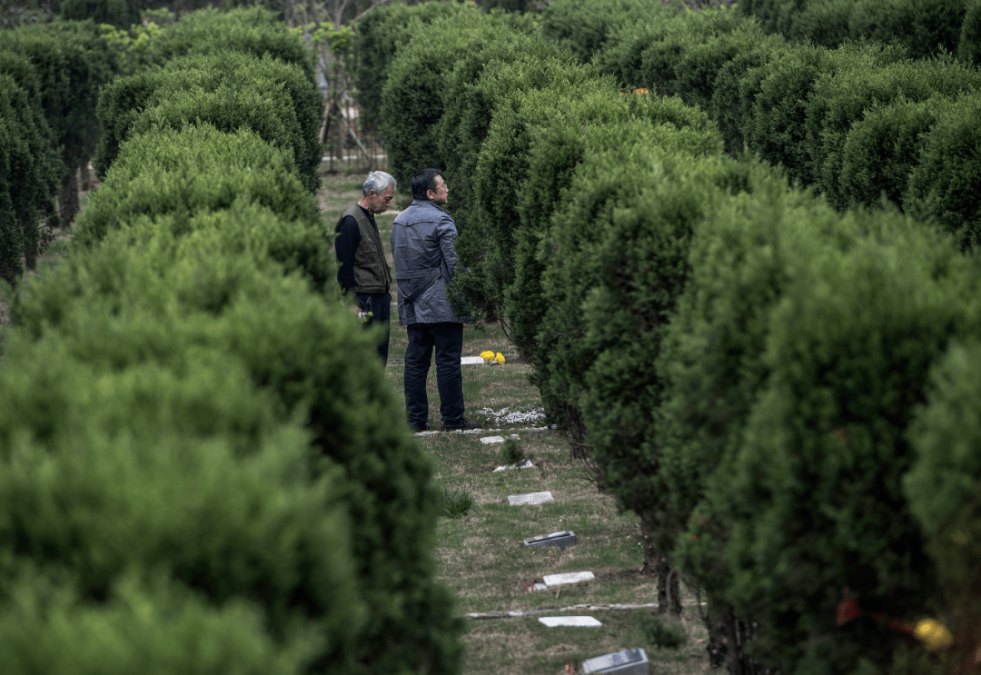 树葬、花葬、抛撒葬……“回归自然”渐成殡葬方式新选择_生态_骨灰_逝者