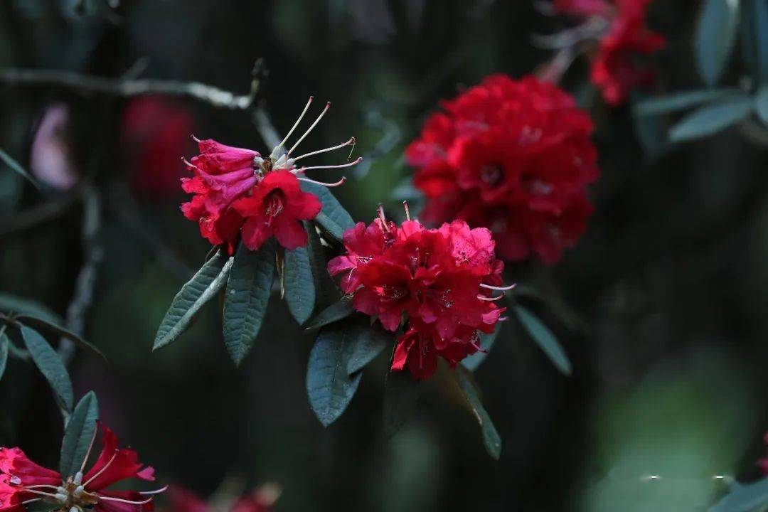 曲靖珠江源,杜鹃红遍马雄山_孙文来_搜索_花中