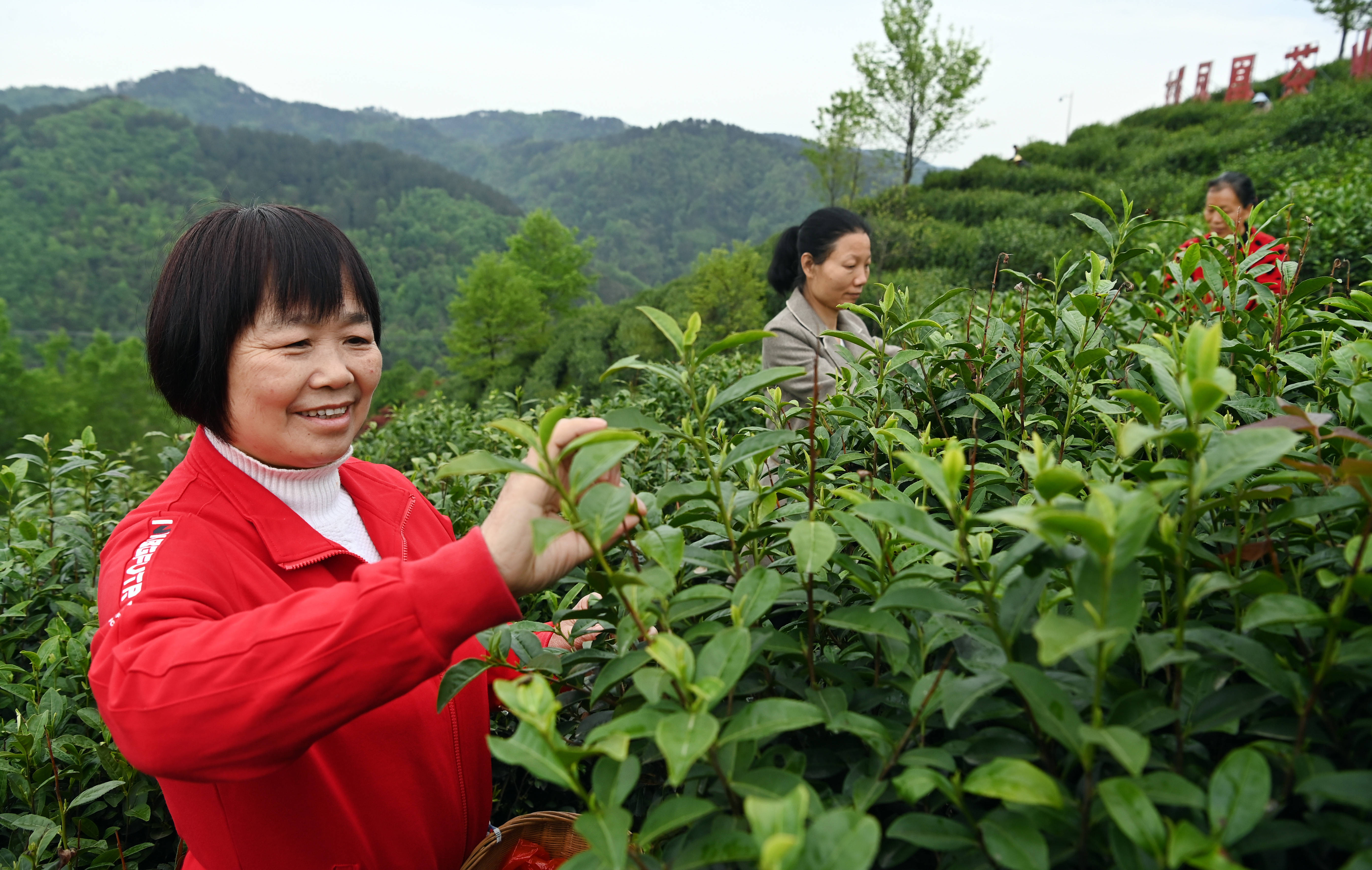 陕西平利:以茶致富 因茶兴业_老县镇_茶园_照片