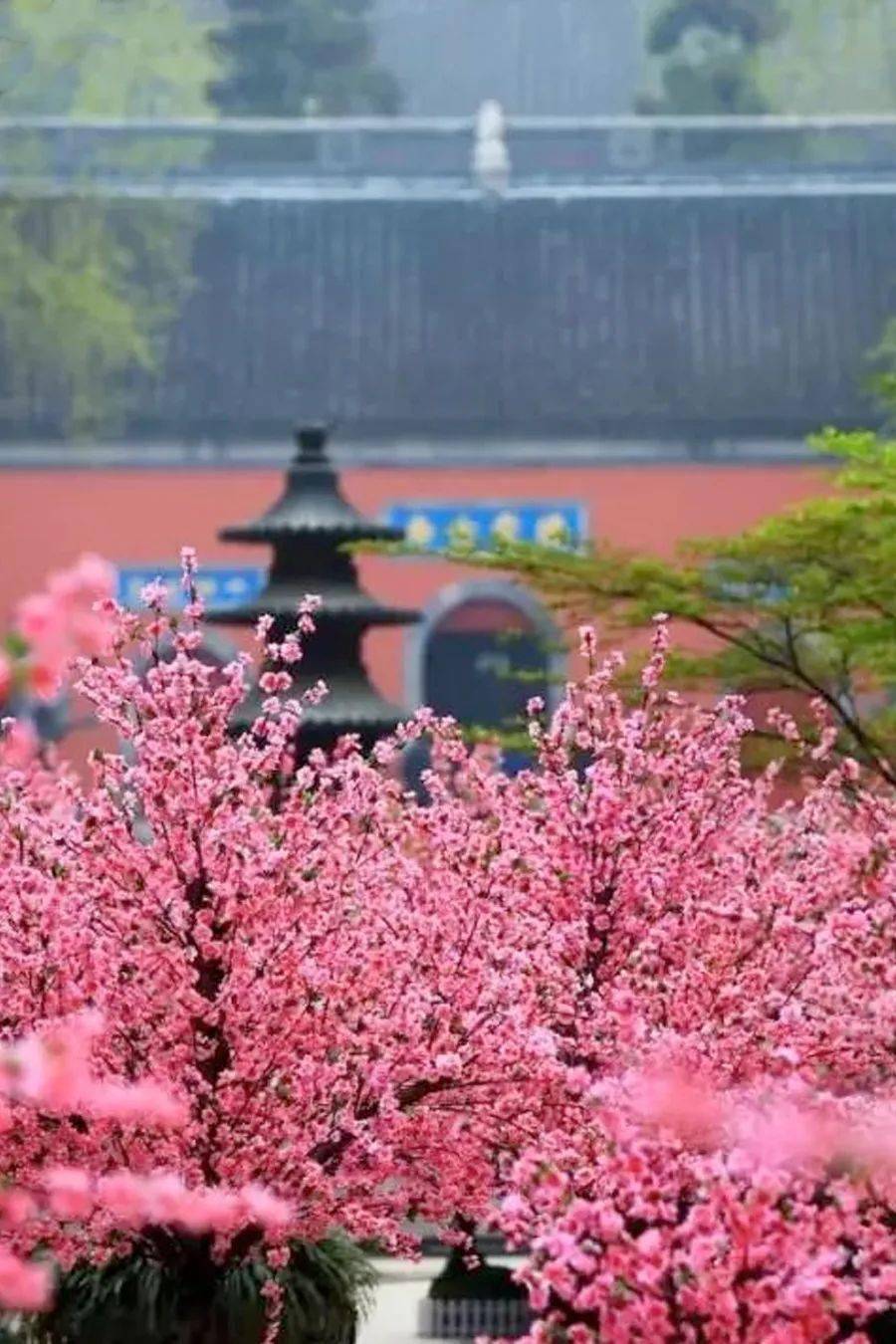 寺庙原是自带幽静,可栖霞桃花为这里笼上了一层明艳的柔光.