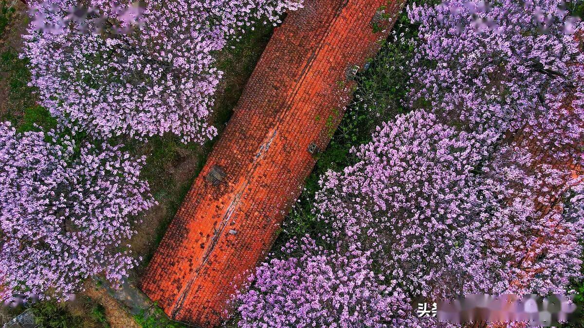 昆明寻甸柯渡镇深山中的泡桐花开,演绎紫色浪漫_云南_柯渡镇_深山中