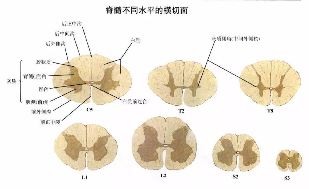 前角运动后感觉,侧角交感在腰胸;白质包外灰居中,灰质断面似蝶形;脊髓
