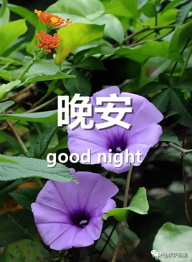 晚上好经典问候语晚上好群发问候语
