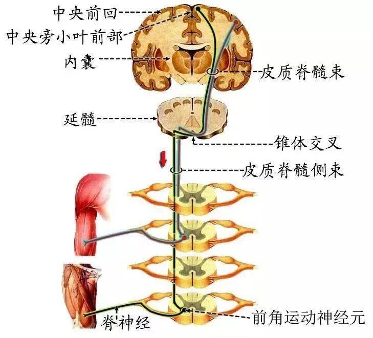 解剖歌诀神经系统