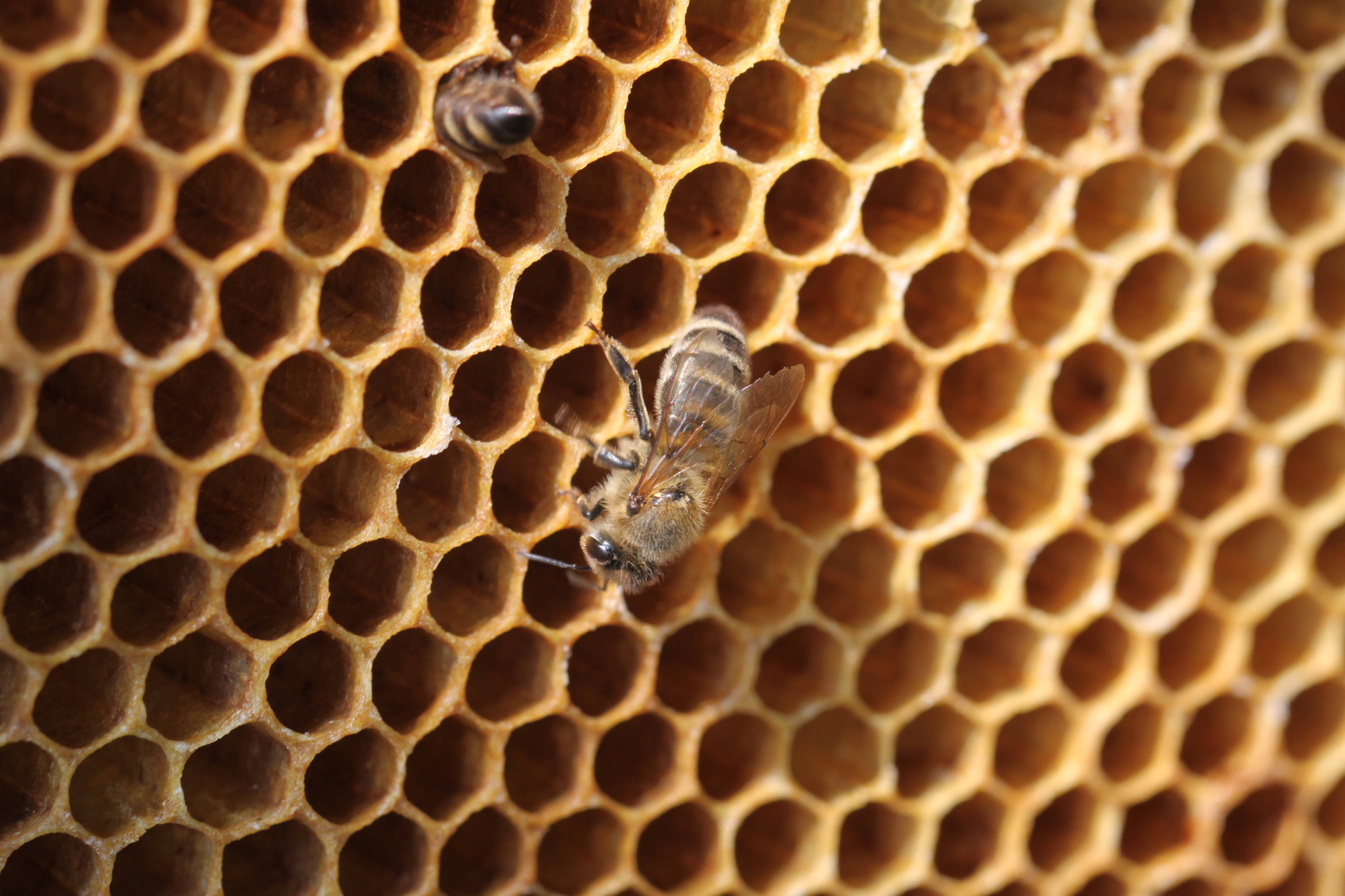 黑蜂产业给边疆乡村振兴加点"蜜"_东北_饶河县_发展