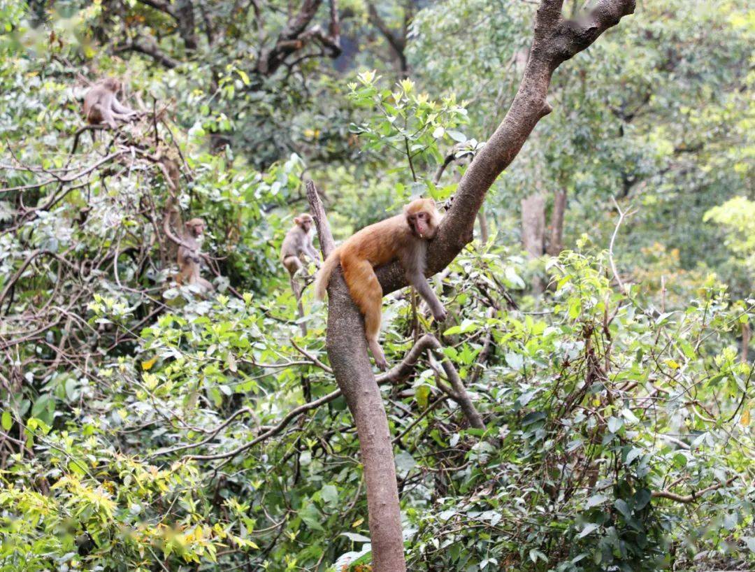 抓住假期小尾巴跟著桂平龍潭公園裡面的小猴子一起欣賞大自然