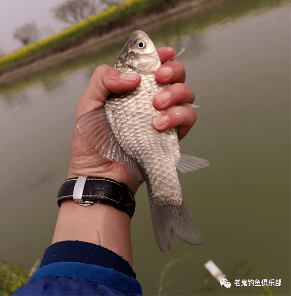 螺鯉誘惑大鯉魚鯽魚結伴而來