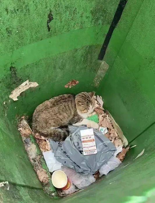 虐猫掰断猫腿图片