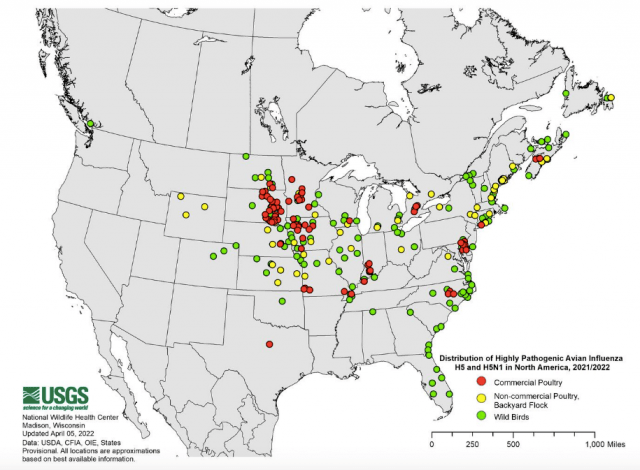 h5n1禽流感卷土重来!加拿大已发现多例!