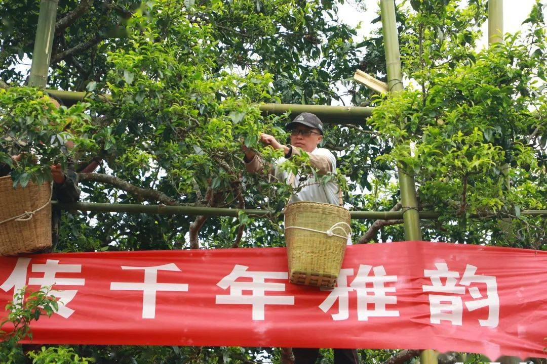 一年一度的"溯世界茶源 传千年雅韵"澜沧县富东乡邦崴千年过渡型古茶