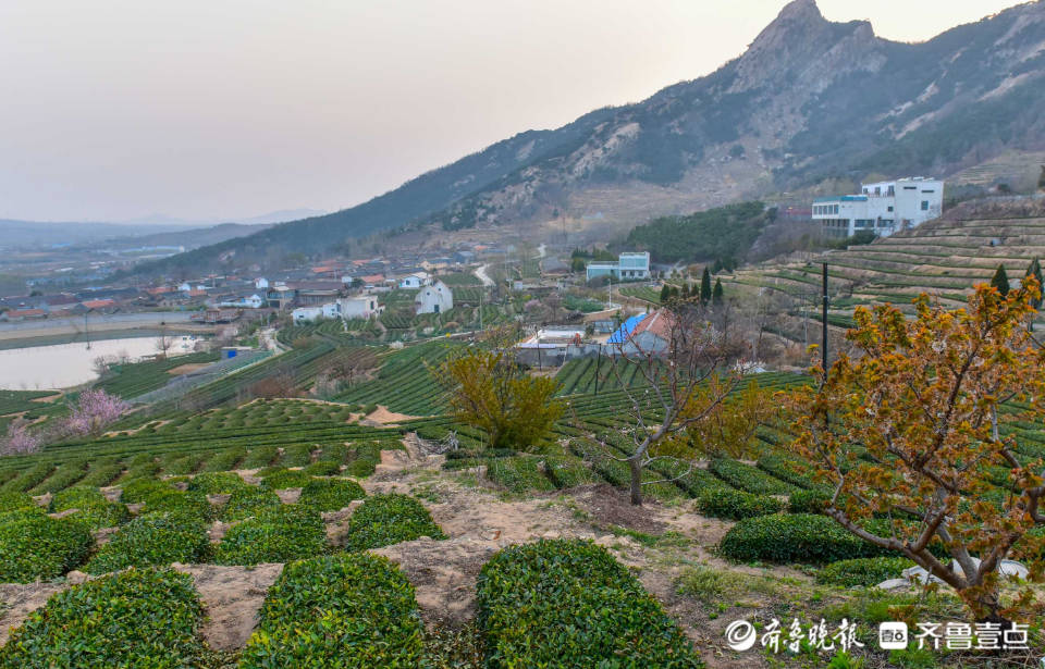 好景山东有茶有风光日照巨峰茶园群峰环绕诗情画意茶香满园