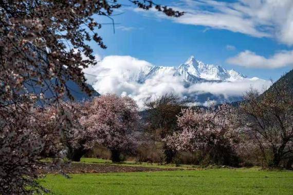 百万观众在雅鲁藏布大峡谷景区“云赏桃花”