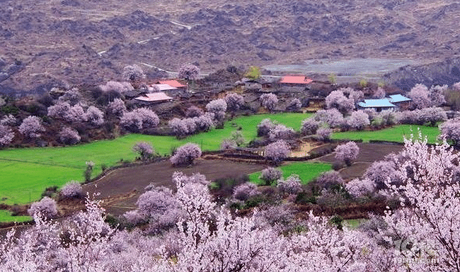 林芝桃花沟景区图片