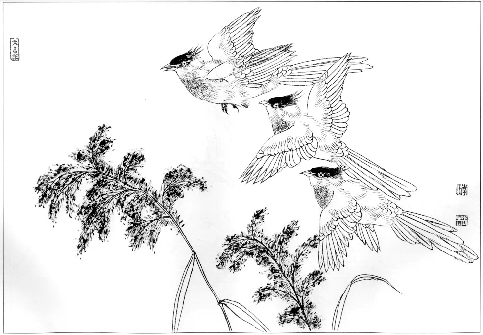 素材 | 一组工笔画禽鸟白描稿30图以及画鸟的关键点 值得收藏