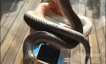 鳞片_方式中_地面