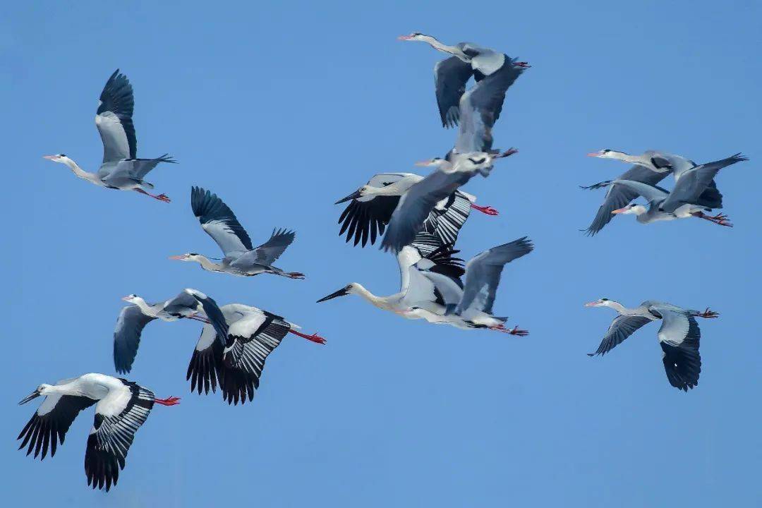 候鸟回归江滩湖畔报春六