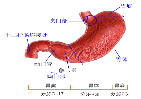胃前壁和胃后壁图片图片