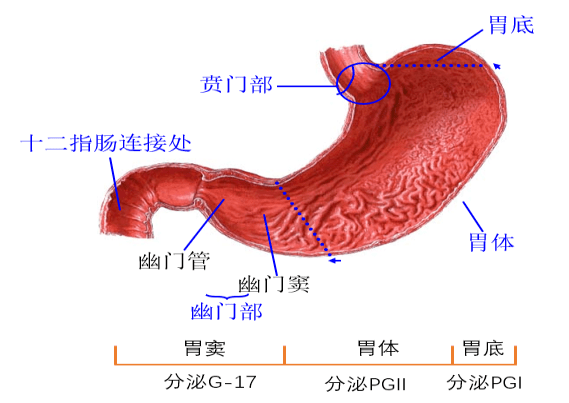 胃底腺图片图片