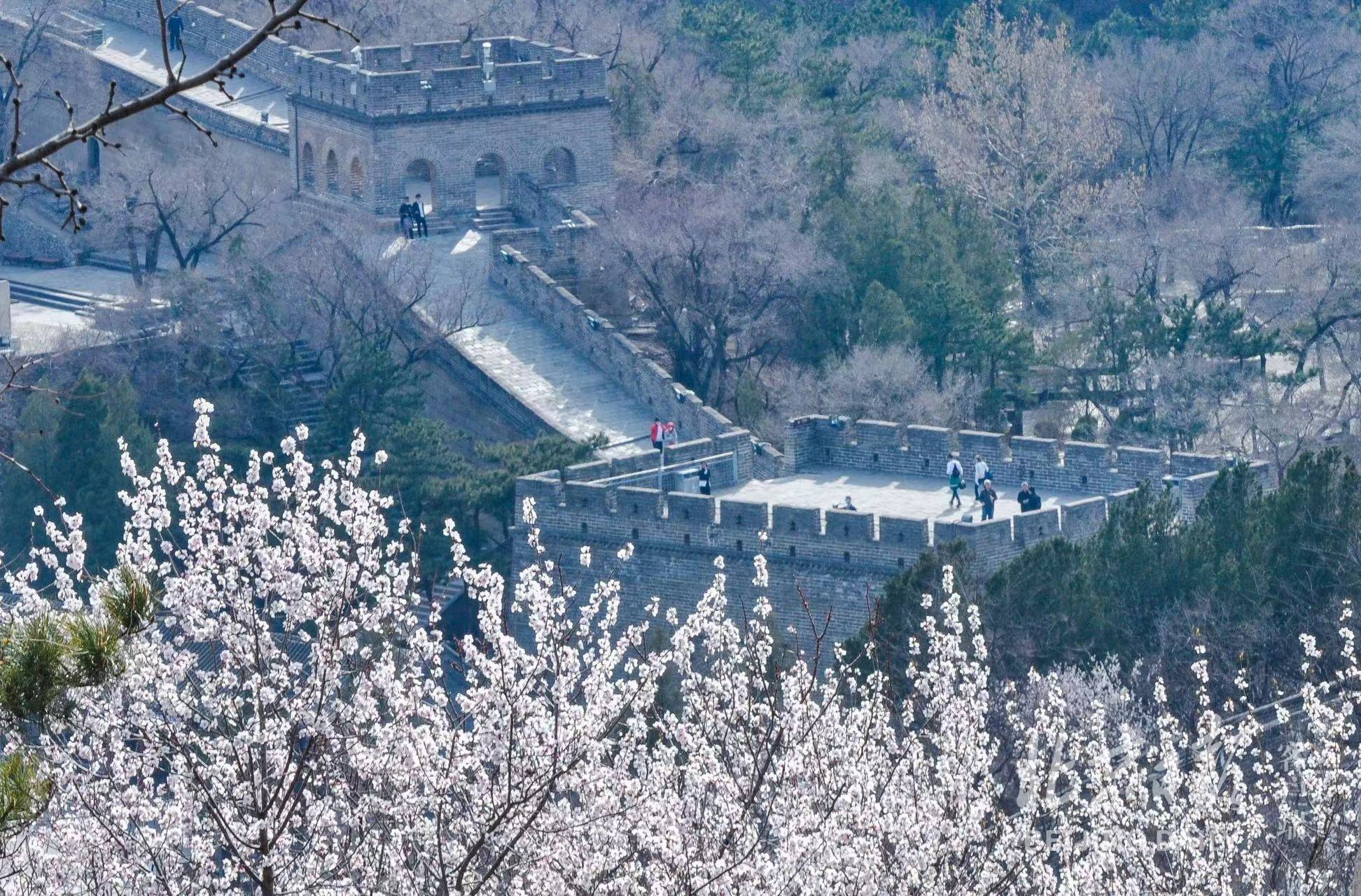 八达岭古长城杏花节图片