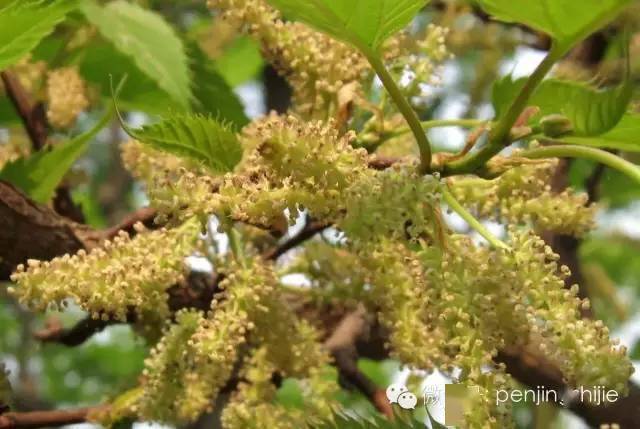 桑樹的花▲桑樹的果實——桑葚▲西藏林芝桑樹王,據說樹齡1600餘年