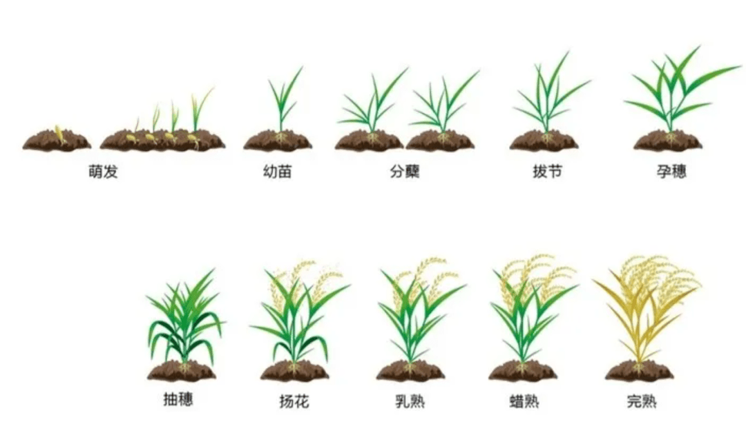 苗稻9号水稻简介图片