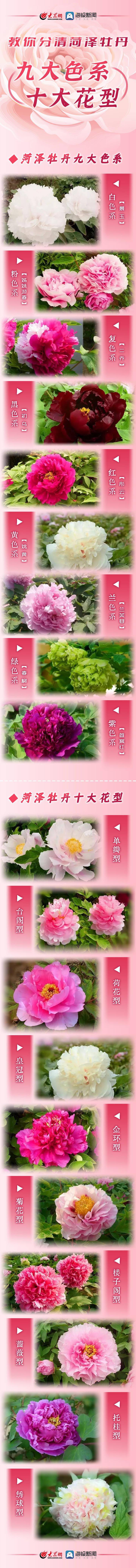 绽放菏泽 教你分清菏泽牡丹九大色系 十大花型 刘亚 品种 人间