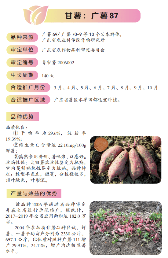 號雲薯306汕油誘1號汕油188航花2號粵油390粵油43佛甜10號華美甜9號粵