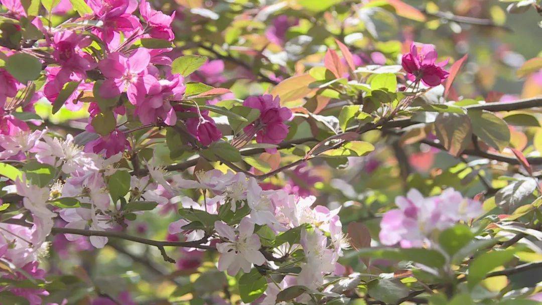花开河北春潮烂漫海棠红花中神仙枝头俏