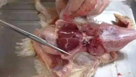 心脏_器官_养鸡户