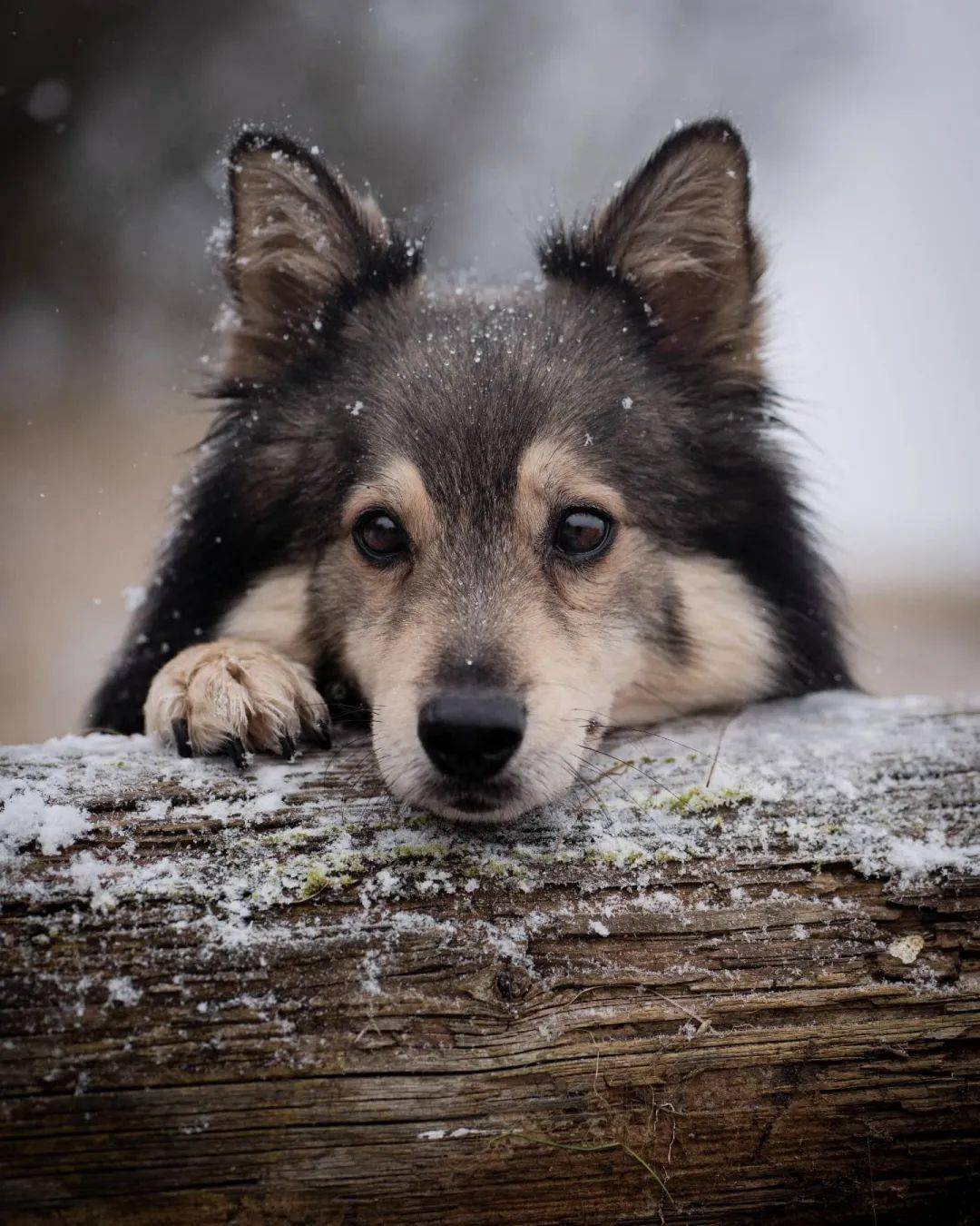 温柔的大眼睛和酷酷的配色,狗子也太会长啦!