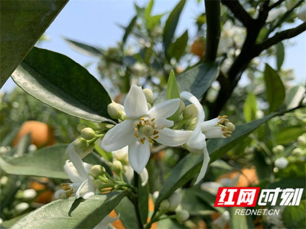 美永州丨江永 花果同枝夏橙飘香 向光村 江永县 种植