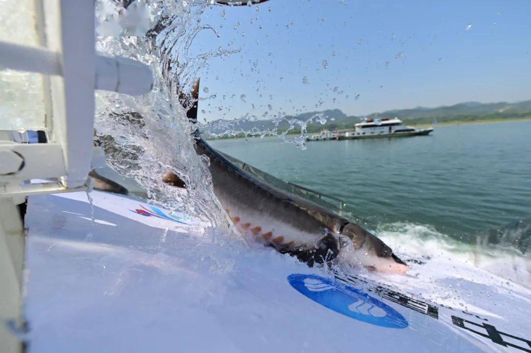 以形成中华鲟保护合力,利用长江十年禁渔窗口期,促进中华鲟野生资源