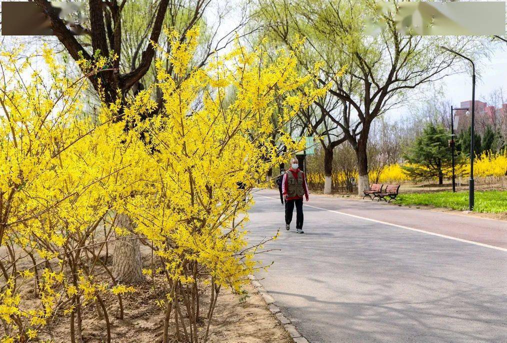 昌平春花爛漫正當時!_公園_春色_春光