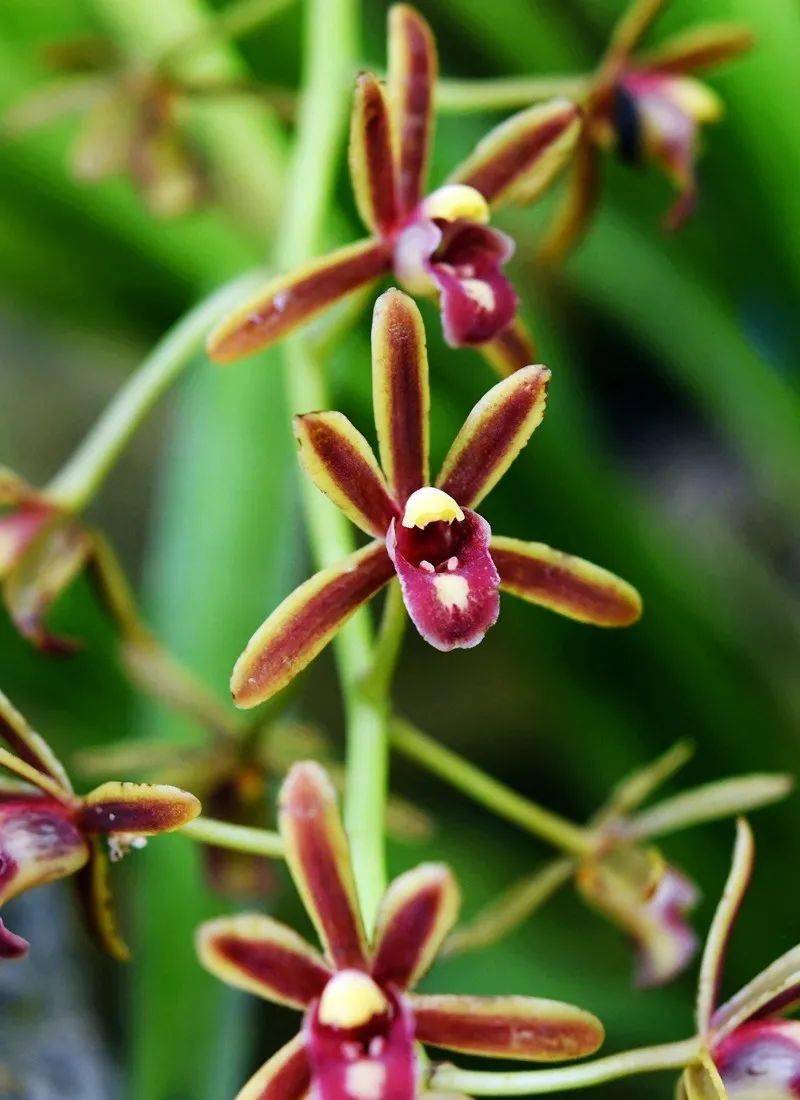 【生物多样性看西双版纳】西双版纳有多少野生兰花?