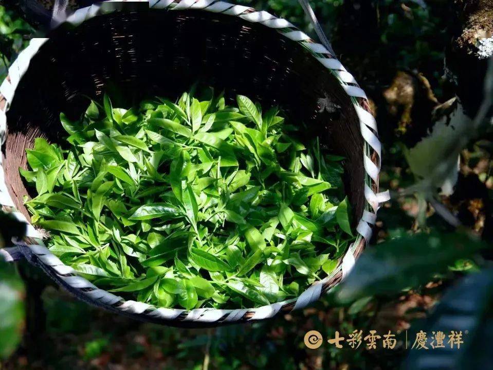 寻茶季保山茶区典型代表黄家寨正山春古茶开采啦