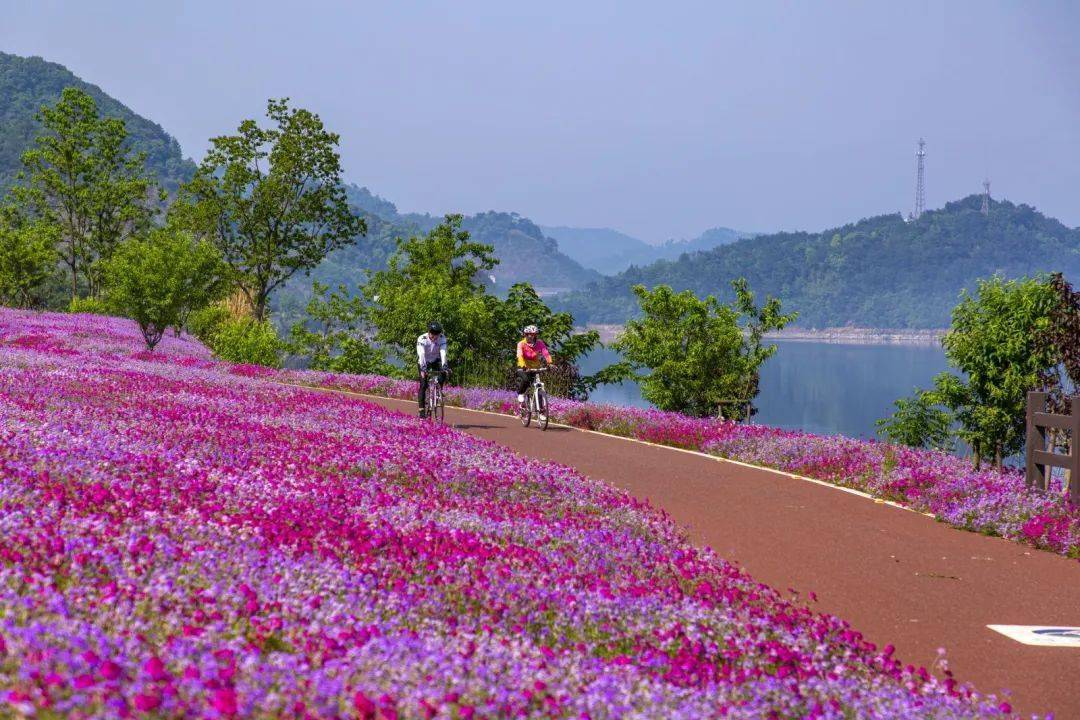 千岛湖大道沿湖设有骑行绿道,体验不一样的花海骑行,感受春日千岛湖的