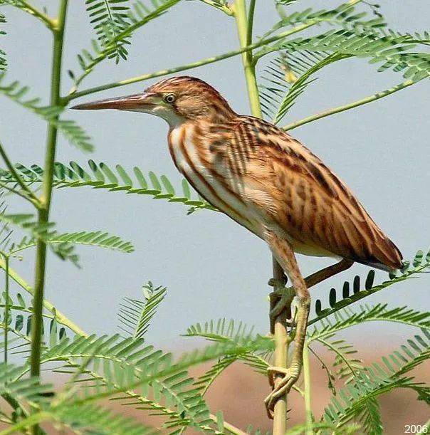 素材分享一組鳥類照片88種鳥類素材