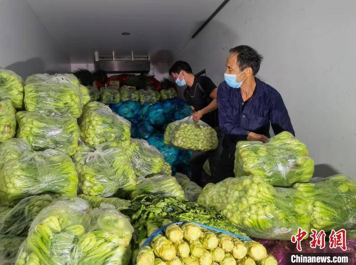 浙江温岭乡贤采购6吨蔬菜驰援上海现场采摘冷链运输