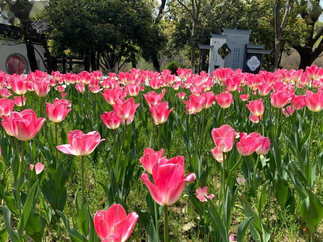 微课堂(十三)scratch编程之"妙笔生花"_海宁市_孙晓莉_活动