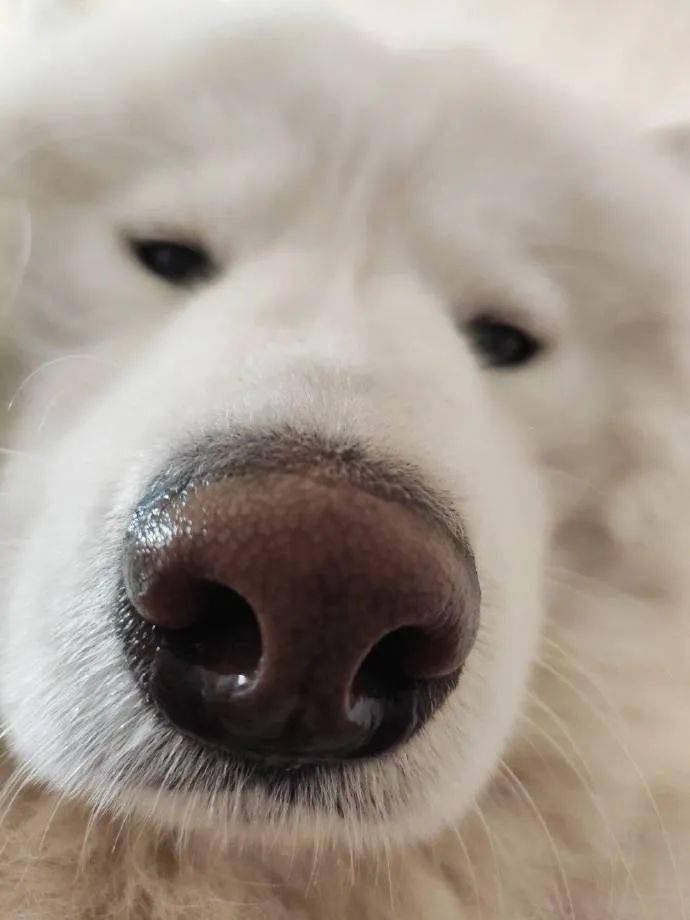 狗狗鼻子怼镜头图片