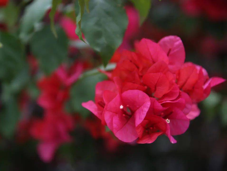 绚如彩霞西昌三角梅一键启动怒放模式